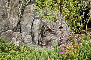 Spotted Eagle-owl, Bubo africanus, Walker Bay Nature Reserve