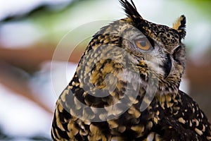 Spotted Eagle Owl face Close up