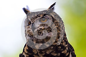 Spotted Eagle Owl face Close up