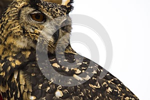 Spotted Eagle Owl face Close up