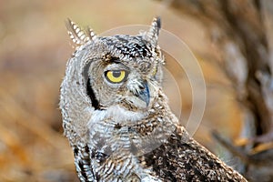 Spotted eagle-owl portrait