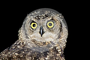 Spotted eagle-owl portrait - South Africa