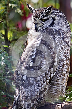 Spotted eagle owl resting on a tree branch