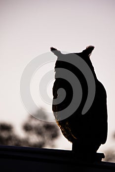 Spotted eagle-owl silhouette at dusk