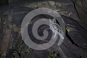 Spotted Eagle-Owl sitting on rocks in spotlight at night