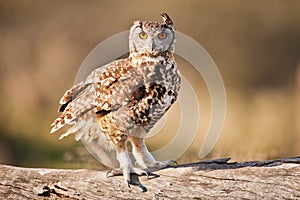 Spotted Eagle Owl South Africa