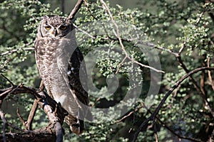 Spotted Eagle Owl on a Stick