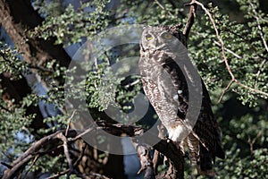 Spotted Eagle Owl on a Stick