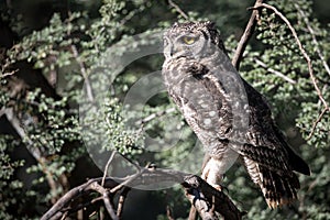 Spotted Eagle Owl on a Stick