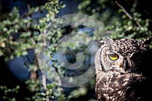 Spotted Eagle Owl on a Stick photo