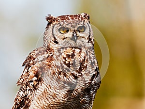 Spotted eagle-owl in a tree