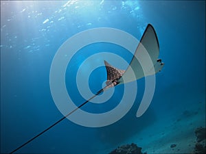 Spotted Eagle Ray