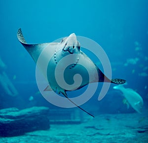 Spotted Eagle-ray