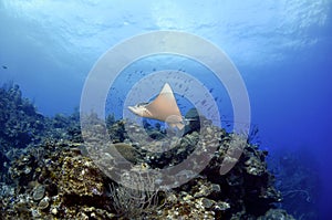 Spotted Eagle Ray