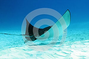 Spotted Eagle Ray