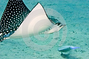 Spotted eagle ray