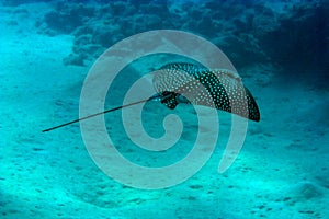 Spotted eagle ray