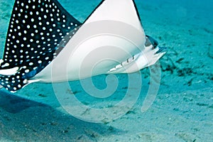 Spotted eagle ray