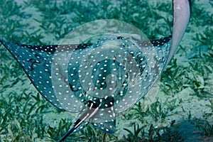 Spotted eagle ray