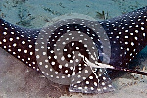 Spotted eagle ray (aetbatis narinari)