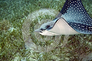 Spotted eagle ray (aetbatis narinari)