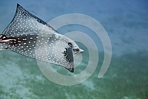 Spotted eagle ray (aetbatis narinari)