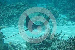 Spotted eagle ray Aetobatus narinari