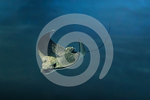 Spotted Eagle Ray