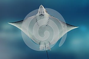 Spotted Eagle Ray