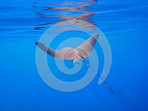 Spotted eagle ray (Aetobatus narinari)