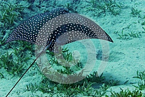 Spotted Eagle Ray (Aetobatus narinari)