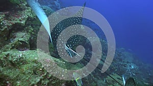 Spotted eagle ray Aetobatus narinari on the cleaning station in Pacific ocean Galapagos islands