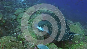 Spotted eagle ray Aetobatus narinari on the cleaning station in Pacific ocean Galapagos islands