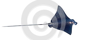 Spotted Eagle Ray Aetobatus narinari Isolated On A White Background. Close Up Of Dangerous Underwater Leopard Stingray Soaring