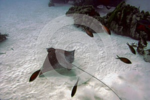 Spotted Eagle Ray Aetobatus Narinari Over White Sand Bottom Bonaire Marine Park