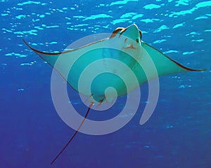 A Spotted Eagle Ray Aetobatus narinari in the Red Sea