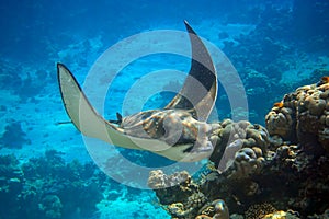 Spotted Eagle Ray Aetobatus narinari in the Red Sea,Egypt