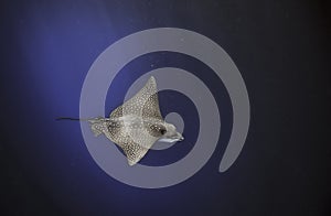 Spotted eagle ray Aetobatus narinari swimming underwater in blue ocean