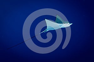 Spotted Eagle Ray - Aetobatus ocellatus - swimming in the blue.