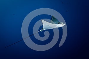 Spotted Eagle Ray - Aetobatus ocellatus - swimming in the blue.