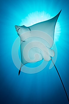 Spotted Eagle Ray - Aetobatus ocellatus - swimming under the sun.