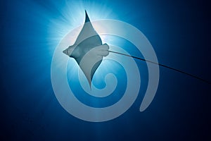 Spotted Eagle Ray - Aetobatus ocellatus - swimming under the sun.