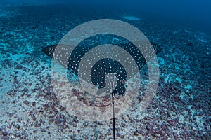 Spotted Eagle Ray in Cocos Island