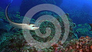 Spotted eagle ray swims on deep, rocky reef.