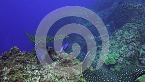 Spotted eagle ray swims on deep, rocky reef.