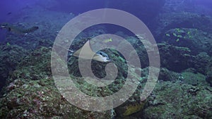 Spotted eagle ray swims on deep, rocky reef.