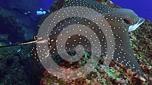 Spotted eagle ray swims on deep, rocky reef.