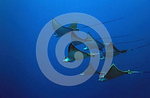 Spotted Eagle Rays