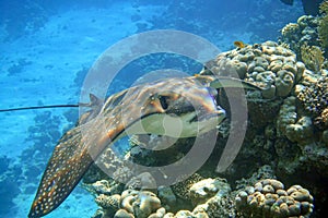 Spotted Eagle-rays Aetobatus narinari Red sea