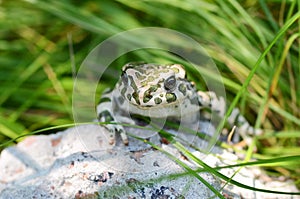 Spotted an earthen toad sitting on a stone, close-up. Bufo bufo. Green toad Bufo viridis Photo Macro